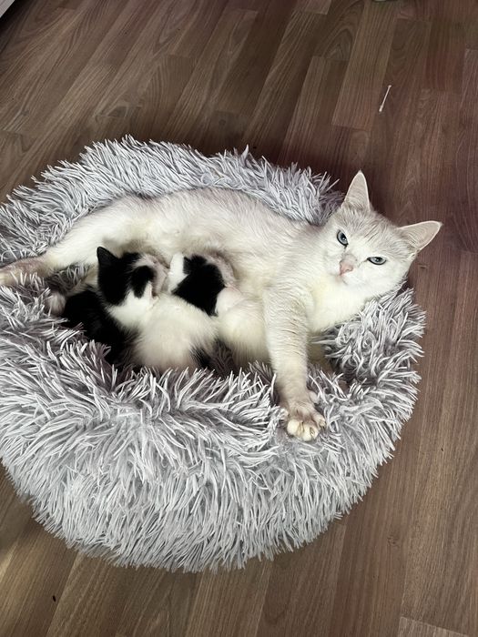 Бесплатно мальчик 2 мес