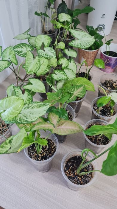 Сингониум для офиса и дома