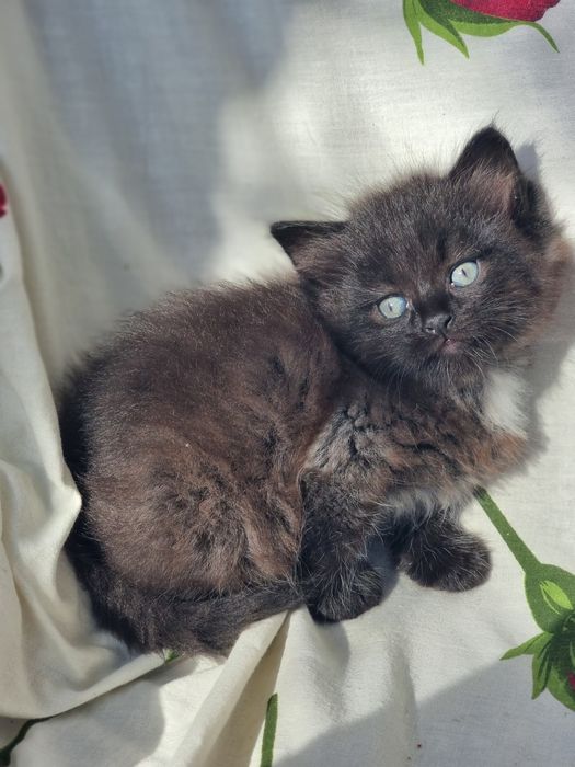 Британские  котята