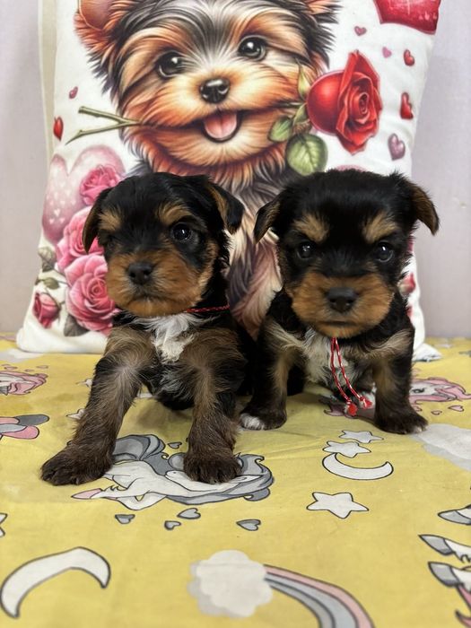 Йоркширски Териерчета