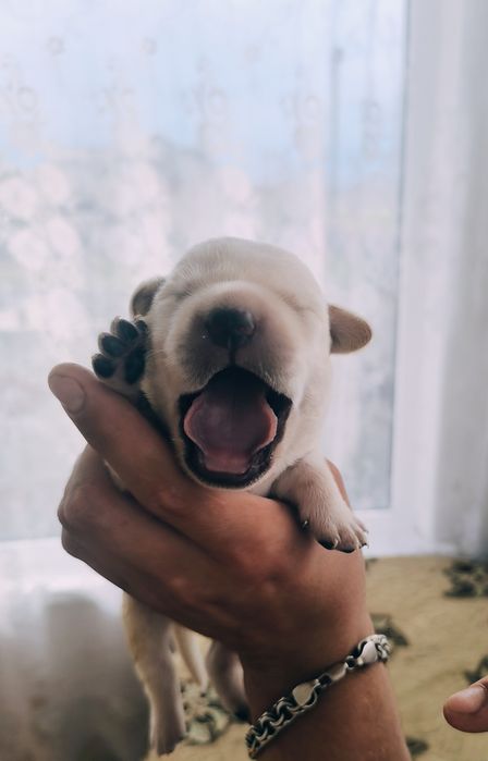 Королевский лаблодор