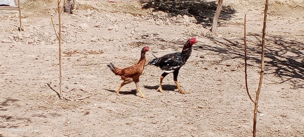 Bir juft dakan sotiladi