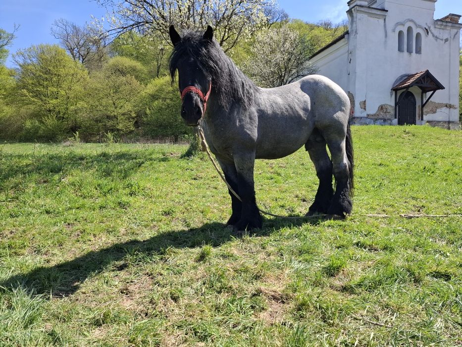 Vând manz si iapa