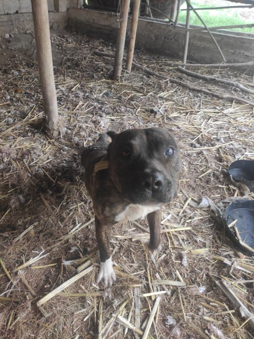 Pitbull sogʻlom arzon srochna