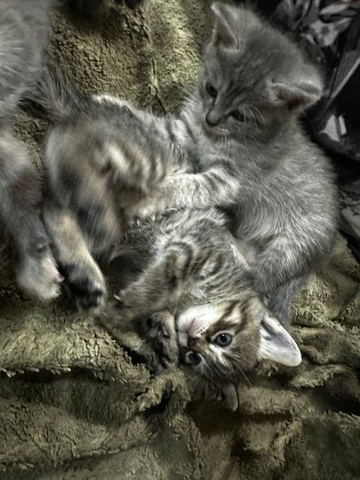 Отдам хорошеньких котят