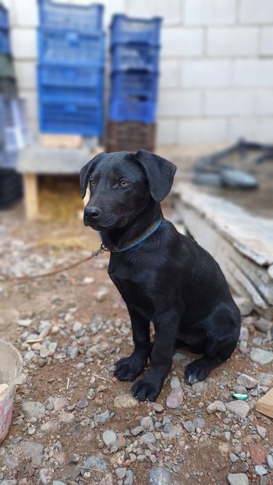 салам алекум охотник-лабрадор