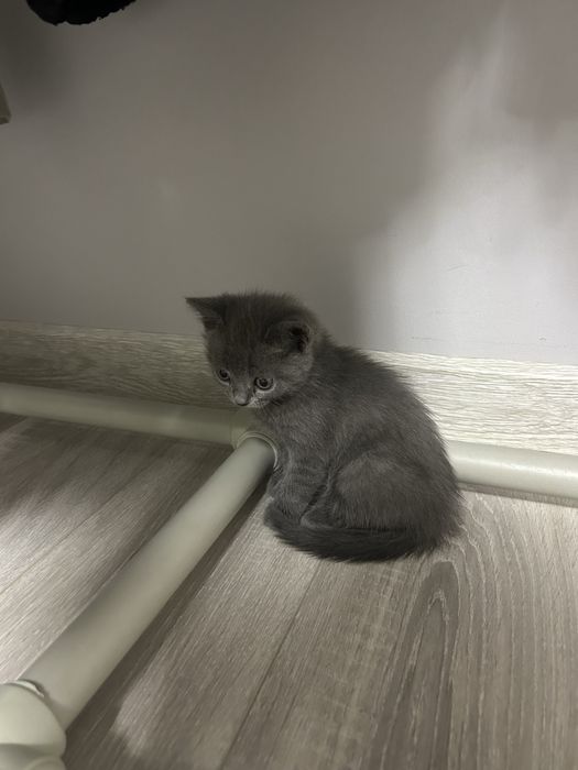 Британская короткошёрстная кошка