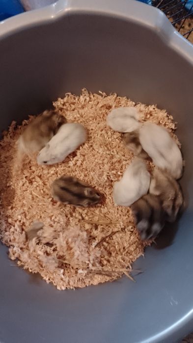Hamster pitic siberian, sirian , porcușori de Guineea, rozătoare . ham