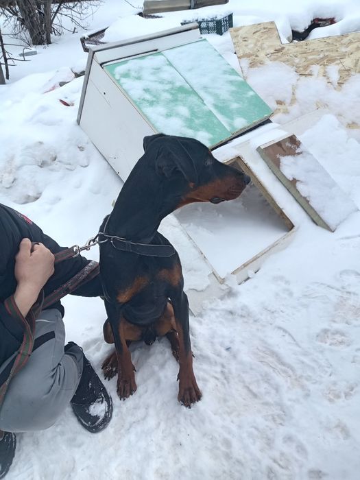 Чистокровный доберман кобель 2года