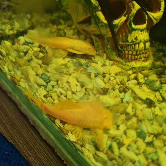 Рыбы аквариумные