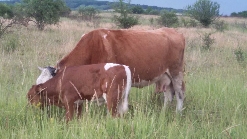 Vaca cu vitel de 1 luna jumate