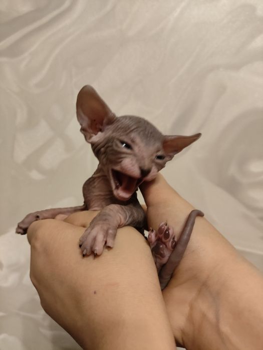 Канадский сфинкс