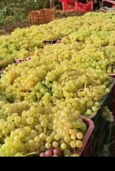 Vand struguri de vin livrez oriunde în tara