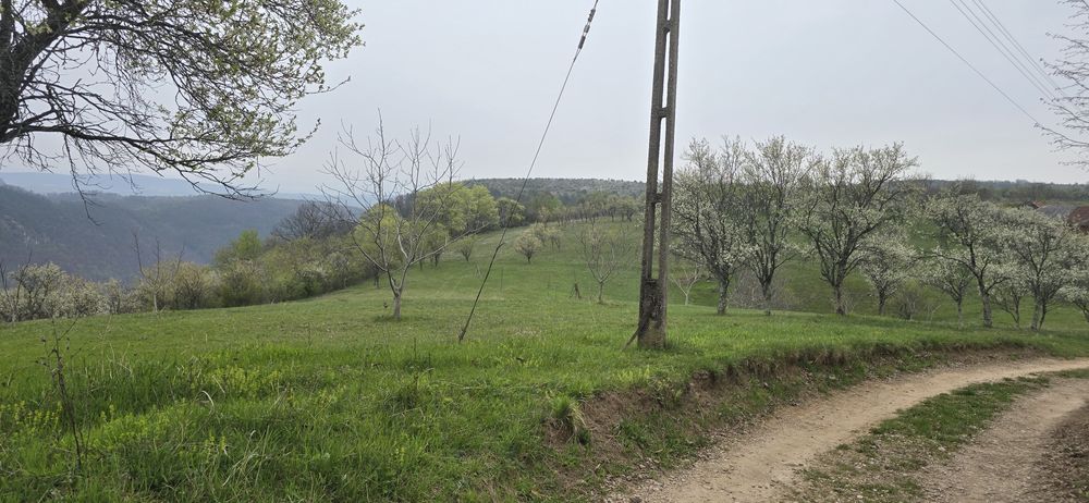 Teren Dumbrăvița de Codru