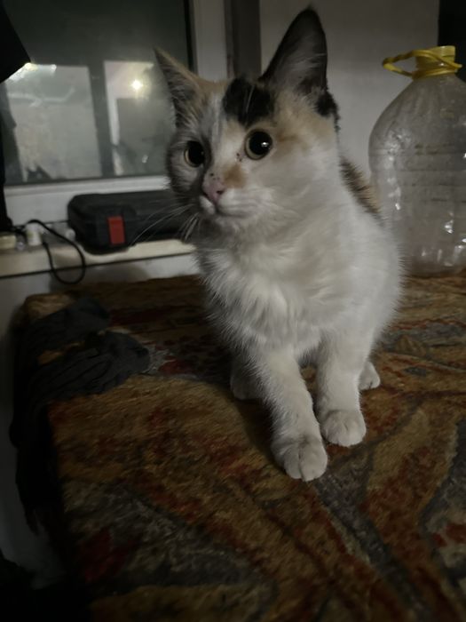 Отдам Котят бесплатно