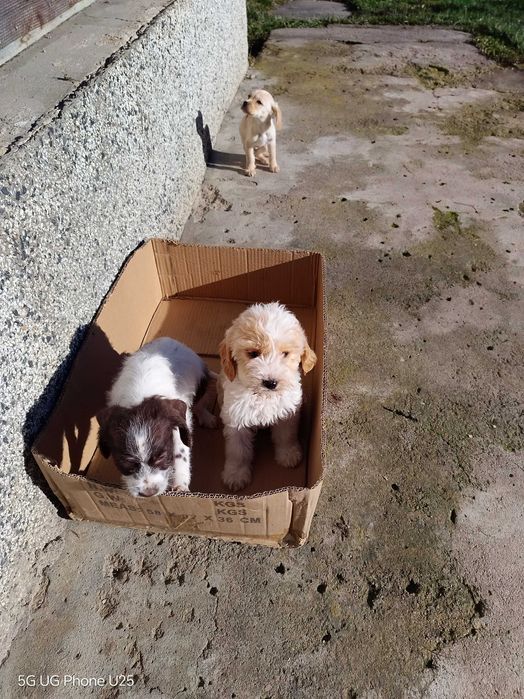 Продавам Лагото Романьоло на 80 дни