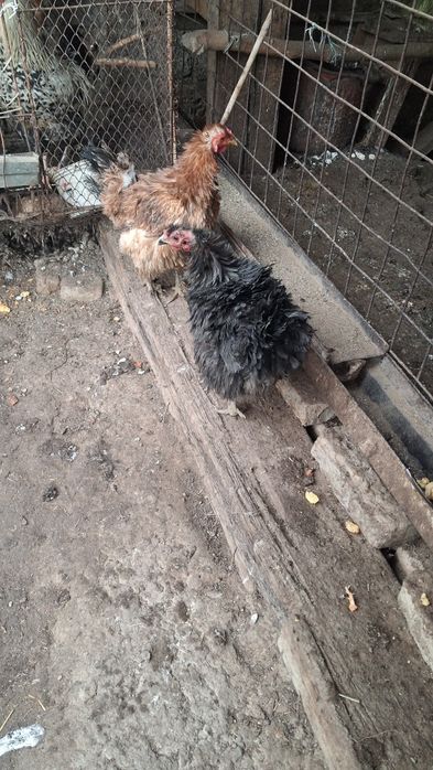 Damashni Tovuqlar Sotiladi