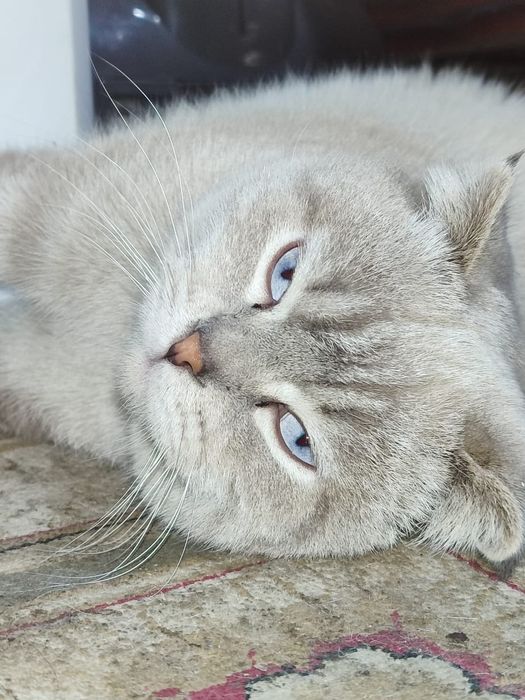 Шотландский вислоухий