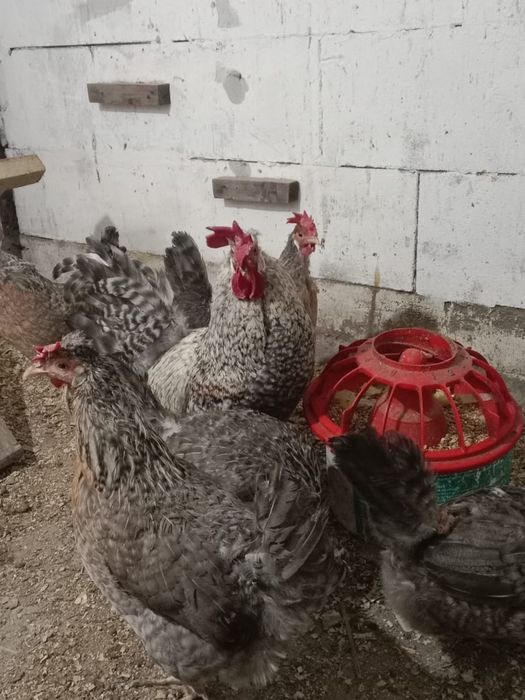 Кремовый легбар английская