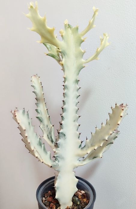 Euphorbia lactea White Ghost