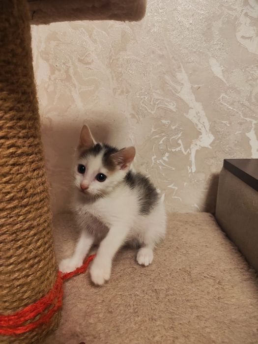 Отдам котика в добрые руки