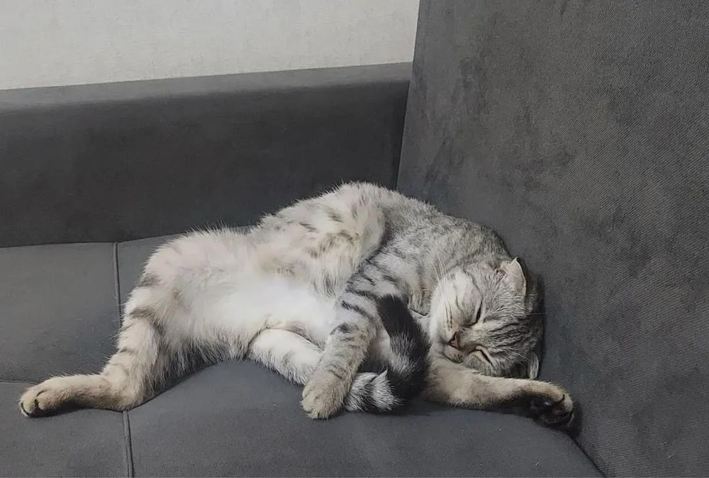 Отдам кошку бесплатно