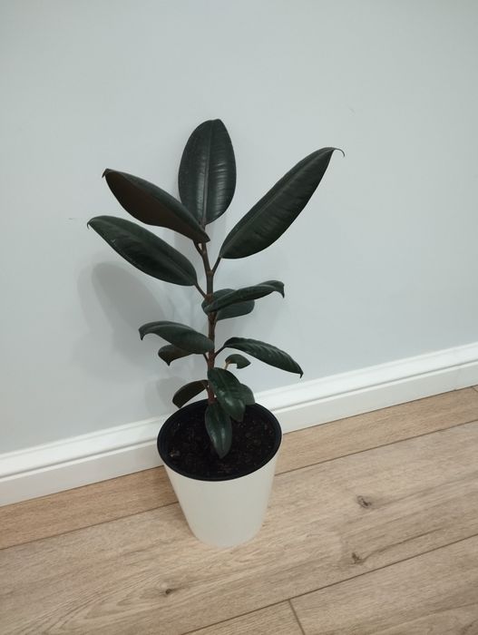 Комнатные растения 5000 тг