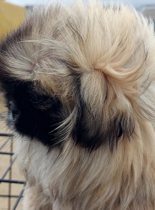 Băiat de 4 luni cu toate vaccinele la zi și carnet de sanatate