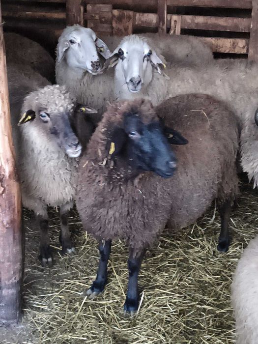 Vând oi tigăi + miei