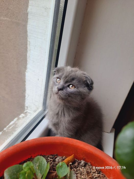 Котятя британские.