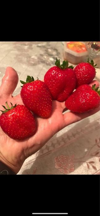 Рассада клубники сорта Альбион