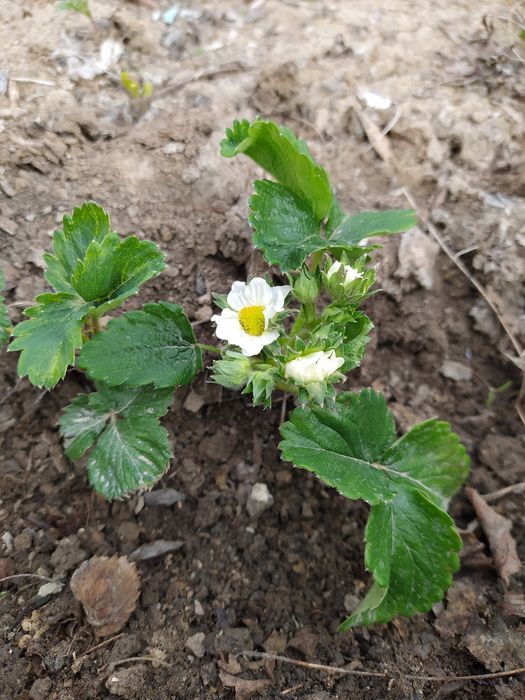 Рассада клубники 100 т