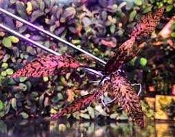 Cryptocoryne Nurii Pink Line (Rosen Maiden) – stoc limitat 3 bucăți
