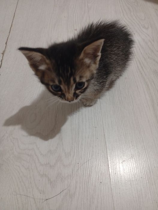 Отдадим котят бесплатно