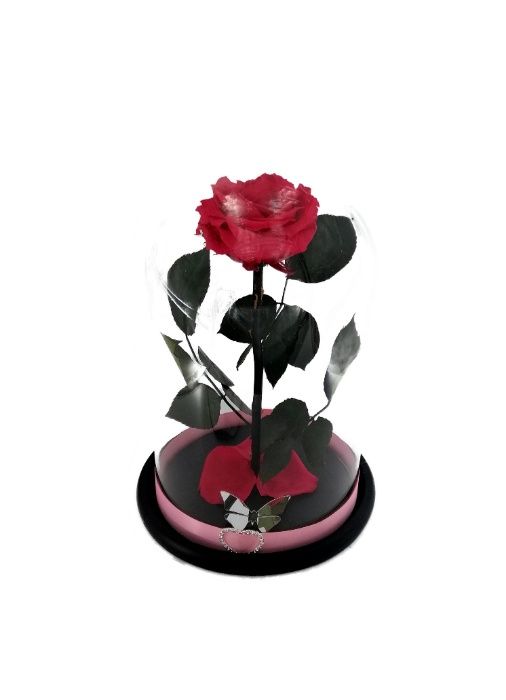 Trandafir Criogenat BiaRose mare 9cm in cupola mare de sticla 28-30cm