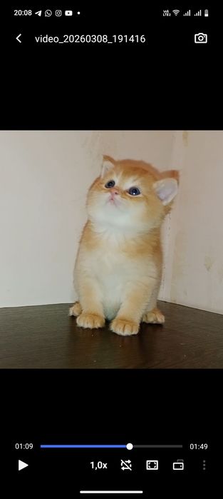 Роскошные котята ny12 золотая Шиншила мальчики