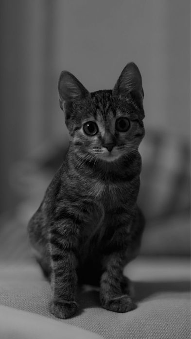 Отдам в добрые руки