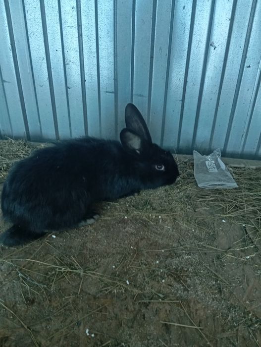 Продам кроликов разных возрастов