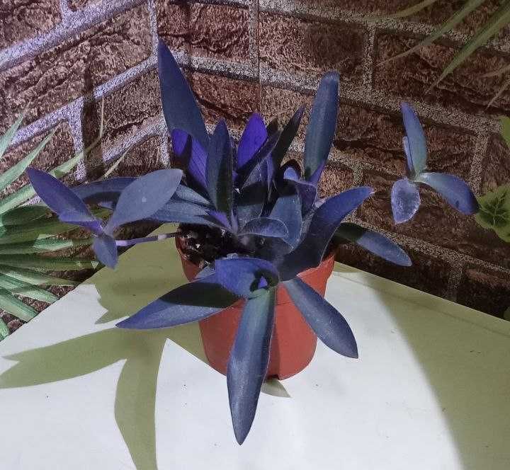 Продам. Cеткреазия пурпурная.