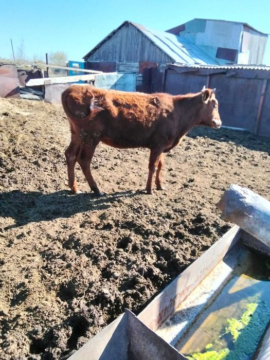 продам телку 11 месяцев