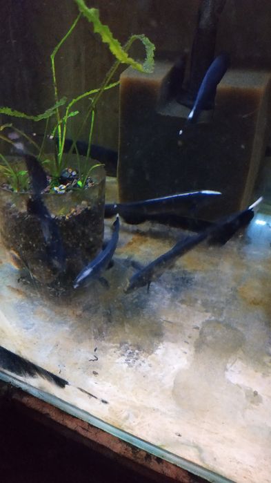 Продам Аквариумную рыбку