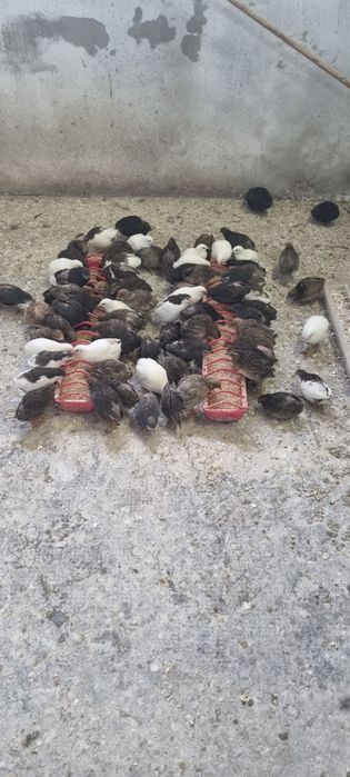 PAPAGAL Perus /Peruşi Standard ,Comuni 100 perechea