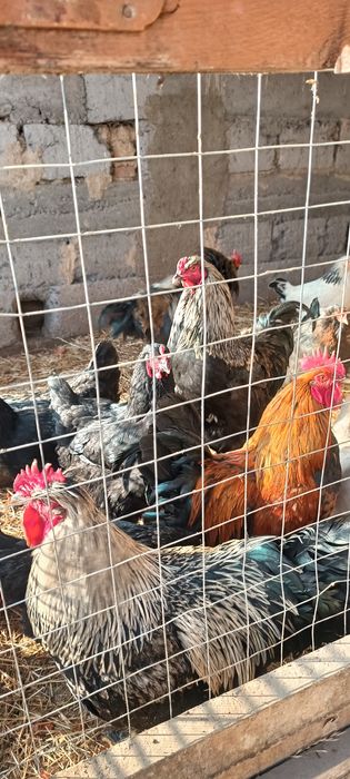 Қораздар сатамын, продам петухов