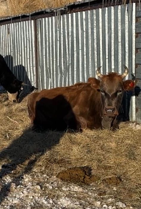 Корова можно доить  4 отёл