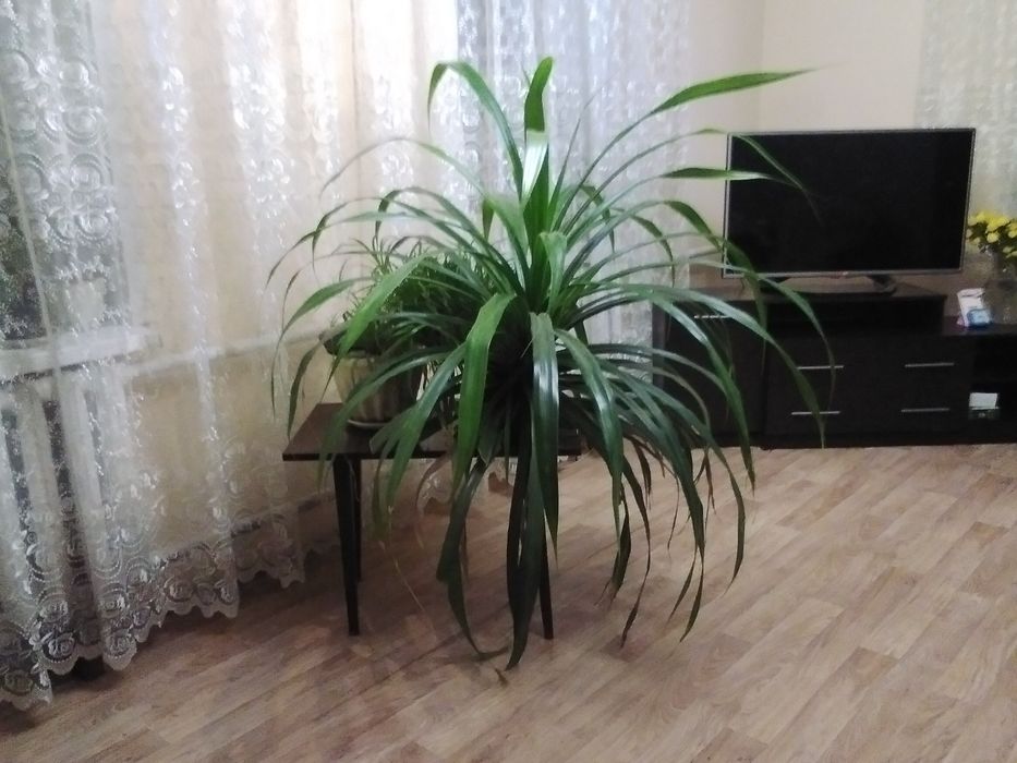 Комнатная пальма