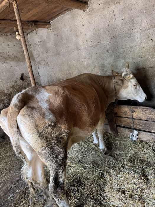 Vand vaca Baltata Romaneasca