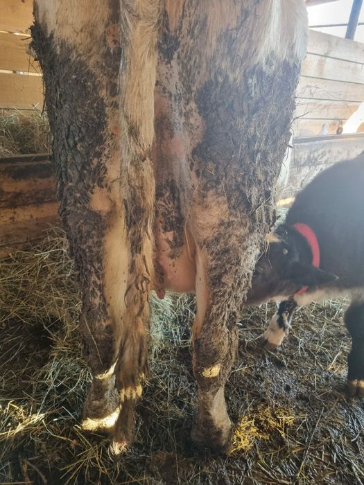 Vand vaca cu vitel albastru belgian