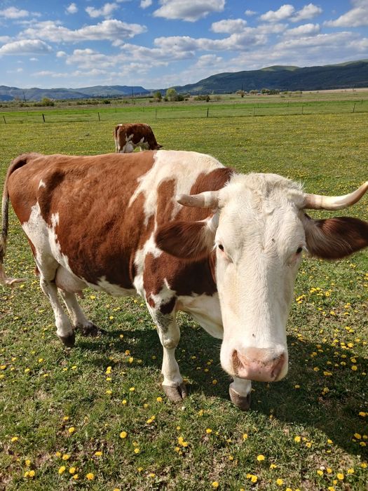 Vând vaca baltata românească