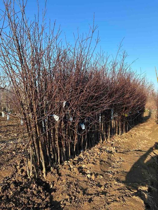 Овощни дървета, плодни храсти и лозички - Fruithome Плевен