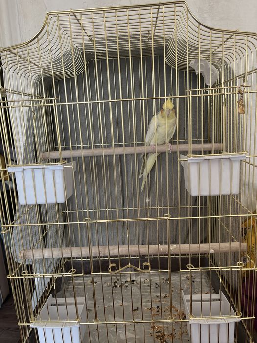 Попугай коррела, молодой